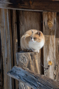 Cat on wooden fence