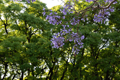 Low angle view of purple flowering plants