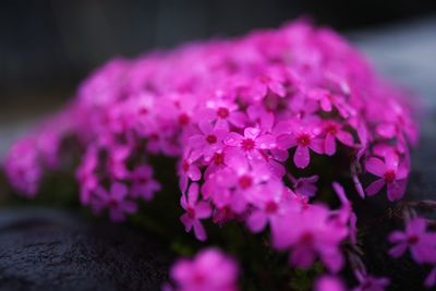 Close-up of purple flower