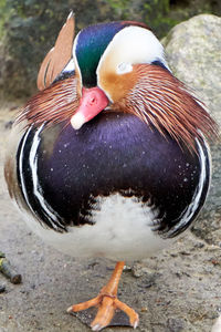 High angle view of bird