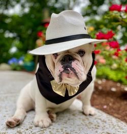 Portrait of dog wearing hat sitting outdoors