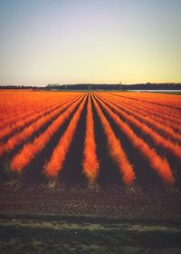 Scenic view of field against sky during sunset