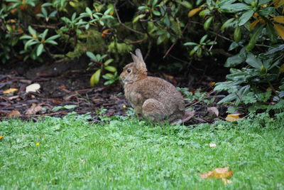 View of rabbit on ground