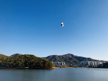 Bird flying over sea against clear sky