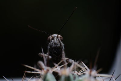 Close-up of insect against black background