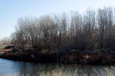 Bare trees on riverbank against clear sky
