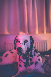 Close-up of dog on bed at home