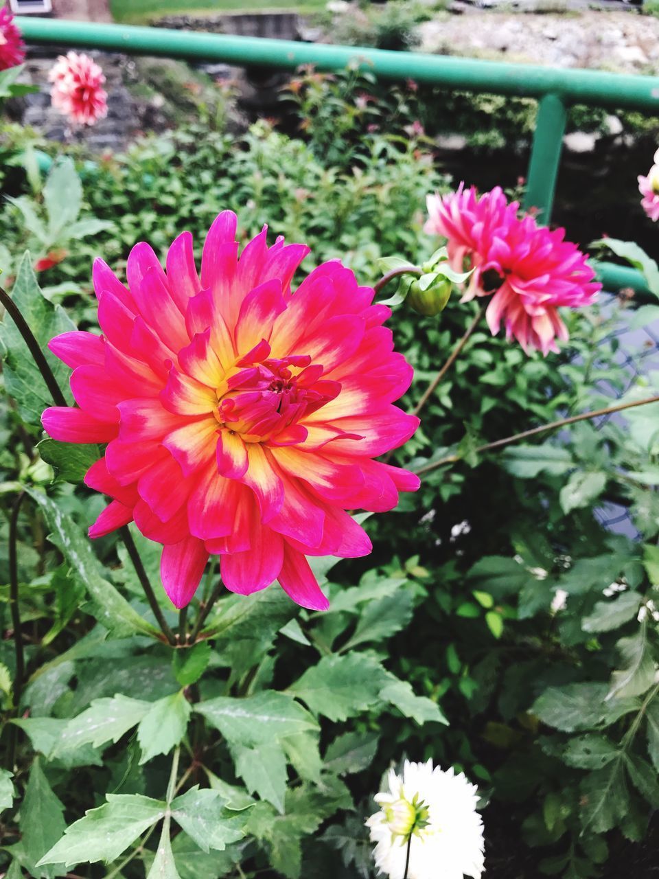 CLOSE-UP OF PINK FLOWER PLANT