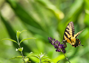 Close-up of butterfly pollinating on purple flower