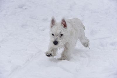 Portrait of white dog in snow