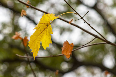 Close-up of yellow maple leaves on branch