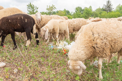 Sheep grazing in a field