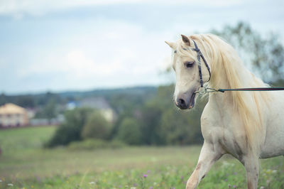 Horse walking against sky