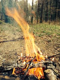 Fallen leaves in forest