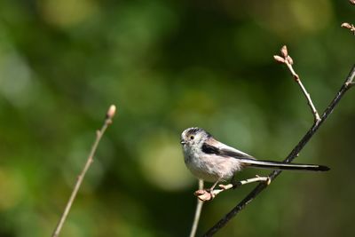 Close-up of bird perching on branch