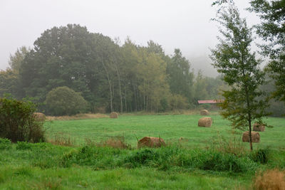 Sheep grazing in a field