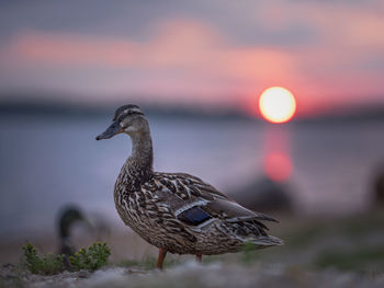 A duck with a fantastic sunset.