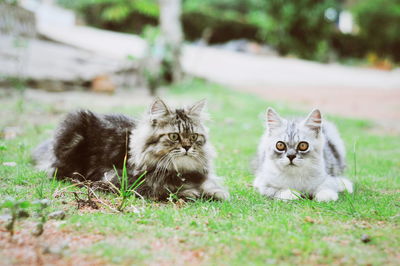 Portrait of cats on field