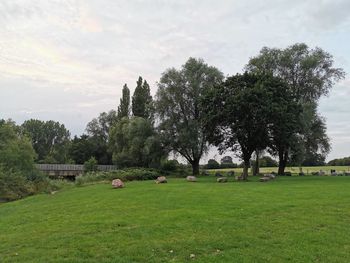 Trees on field against sky