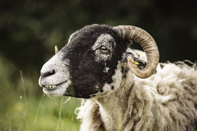 Close-up portrait of sheep