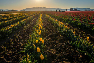 Morning in the skagit valley tulip fields. bright yellow tulips back lit from the morning sunrise.