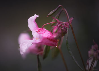 Close-up of pink flower