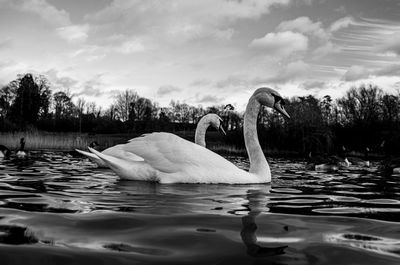 Swan swimming in lake against sky