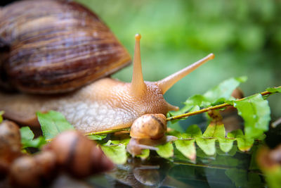 A large white snail with small snails is crawling along the branches of the plant.