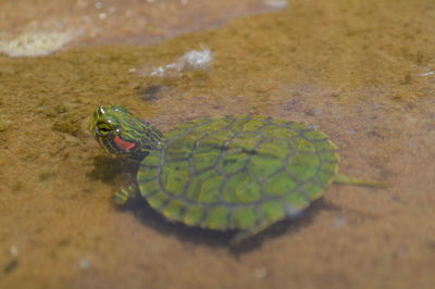 High angle view of turtle in sea