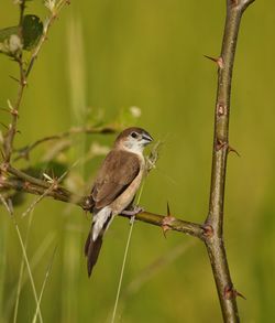Close-up of bird perching on branch