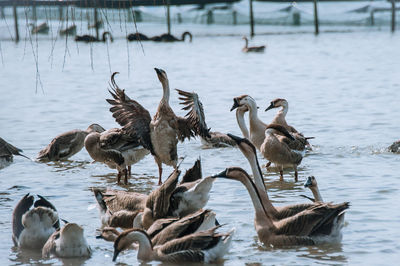 Flock of birds in lake