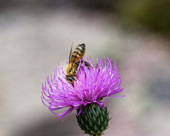 Close-up of insect on purple flower