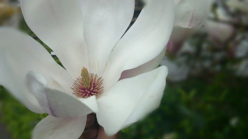 Close-up of white flowers