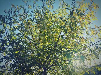 Low angle view of trees