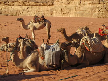 Camels in desert