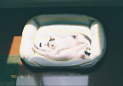 Directly above shot of person sleeping in dog