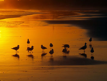 Flock of seagulls on beach against sunrise