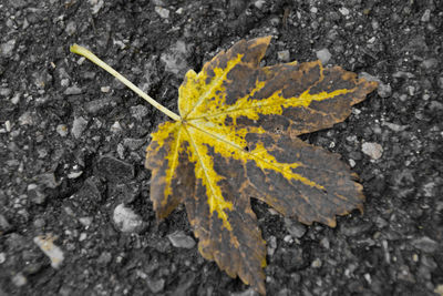 Close-up of yellow flower on rock