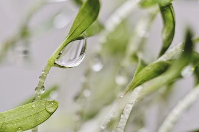Close-up of drops on plant