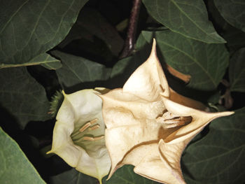 High angle view of dry leaves on plant