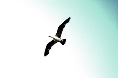 Low angle view of seagull flying against clear sky