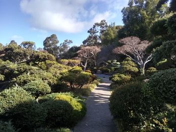 Footpath amidst trees and plants in park