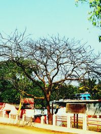 Bare tree against built structure