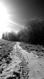 Trees on snow covered landscape