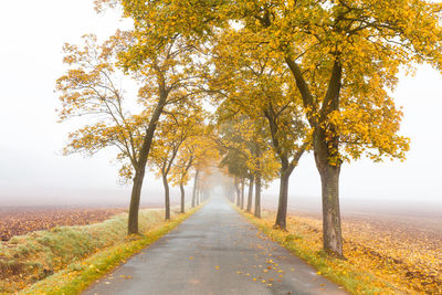 Road amidst trees during autumn