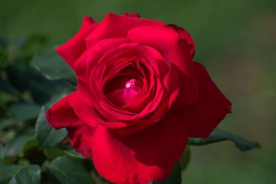 Close-up of red rose