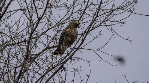 Low angle view of bird perching on bare tree against sky