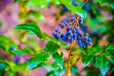 Mahonia