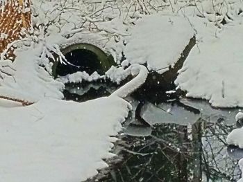 Reflection of trees in puddle