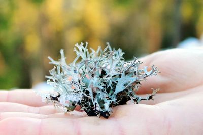 Close-up of hand holding plant